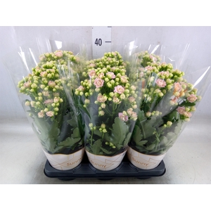 Kalanchoe  'MoreFlow Sunny Pink'