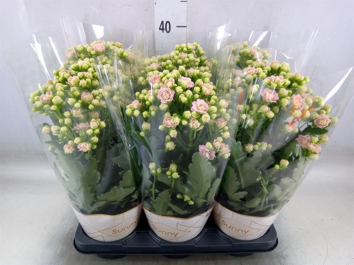 <h4>Kalanchoe  'MoreFlow Sunny Pink'</h4>