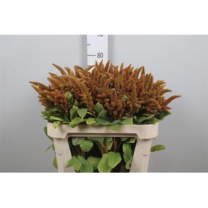 Amar Cr Hot Biscuits