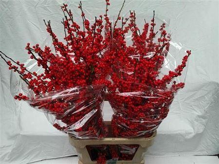 <h4>Ilex Ve Rode Bes</h4>