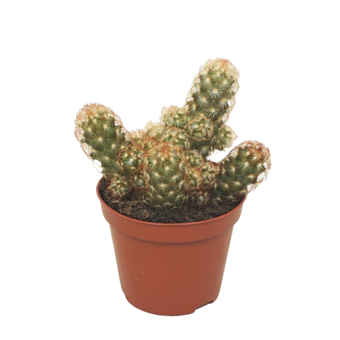 <h4>Mammillaria elongata</h4>