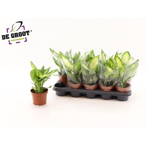 Dieffenbachia  'Camilla'