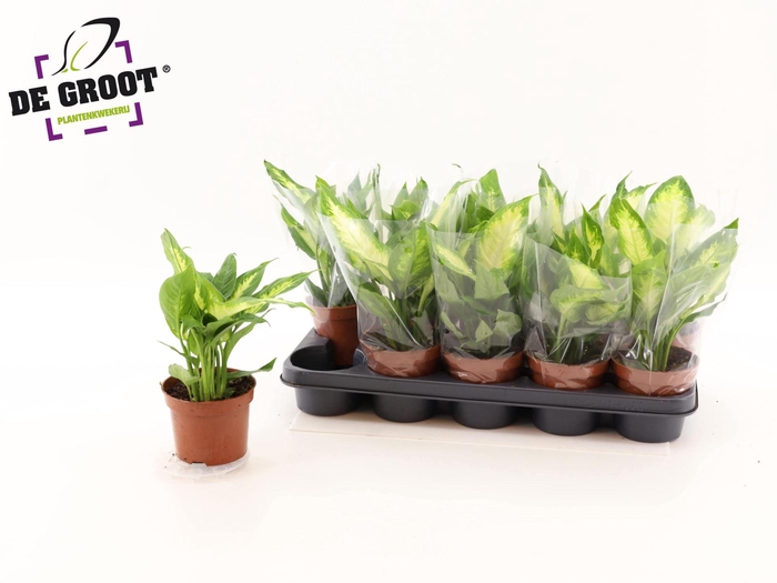 <h4>Dieffenbachia  'Camilla'</h4>