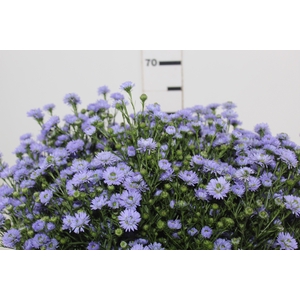 ASTER D. PLUS 060 CM MIN 20 GRAMAS