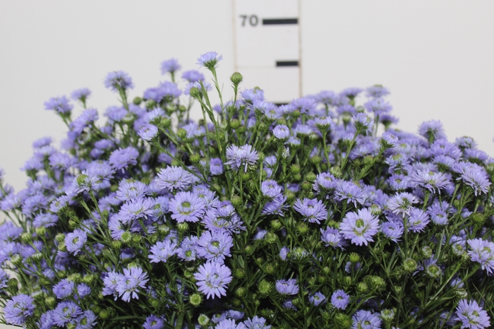 <h4>ASTER D. PLUS 060 CM MIN 20 GRAMAS</h4>