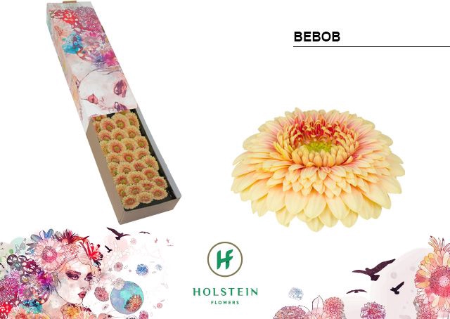 <h4>Germini Pomponi Bebob Doos</h4>