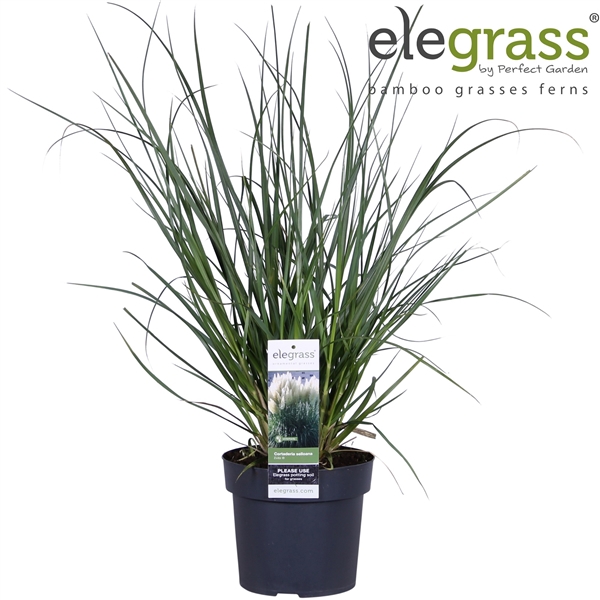 <h4>Cortaderia selloana 'Evita' P19</h4>