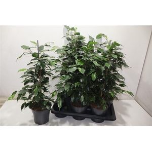 arr8 Fic Be Danielle