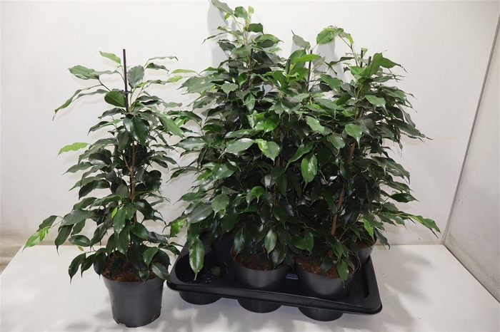 <h4>arr8 Fic Be Danielle</h4>