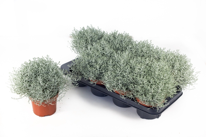 <h4>Leucophyta Brownii Whimpsy Silver</h4>