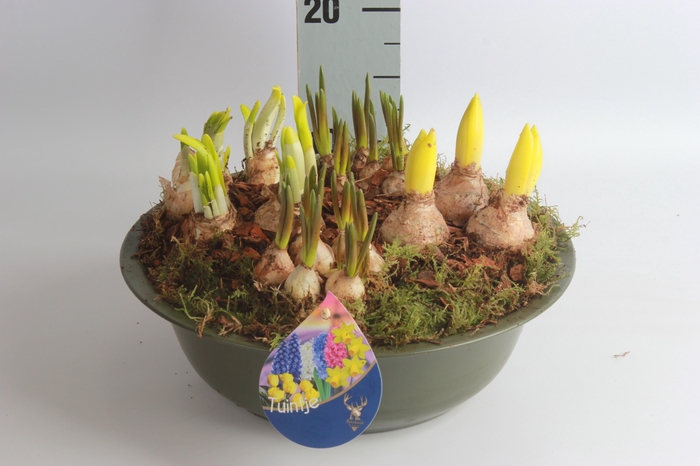 <h4>ARR BOL KNOLGEWAS</h4>