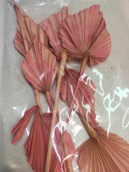 DRIED FLOWERS - PALM SPEAR PINK 7PCS