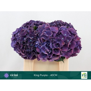 Hydrangea  'Royal King'