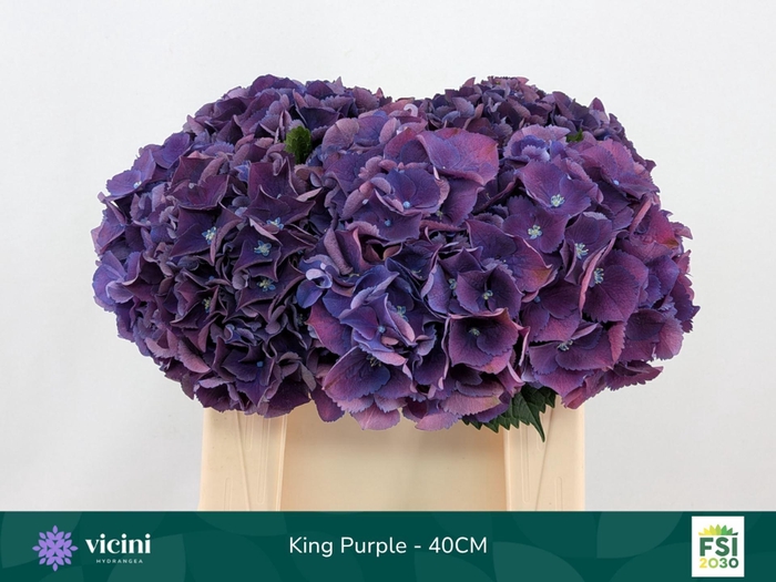 <h4>Hydrangea  'Royal King'</h4>