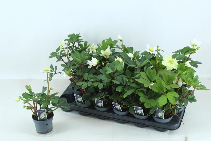 <h4>HELL NI CHR CAROL</h4>