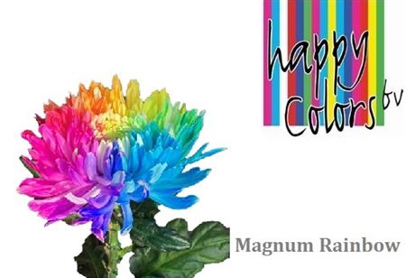 Chr G Magnum Rainbow