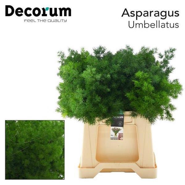 <h4>ASP UMBELLATUS</h4>