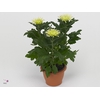 Chrysant Anastasia Lime