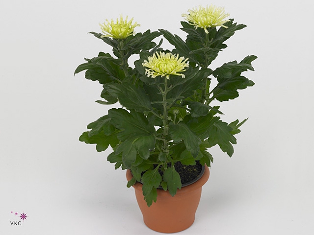 Chrysant Anastasia Lime
