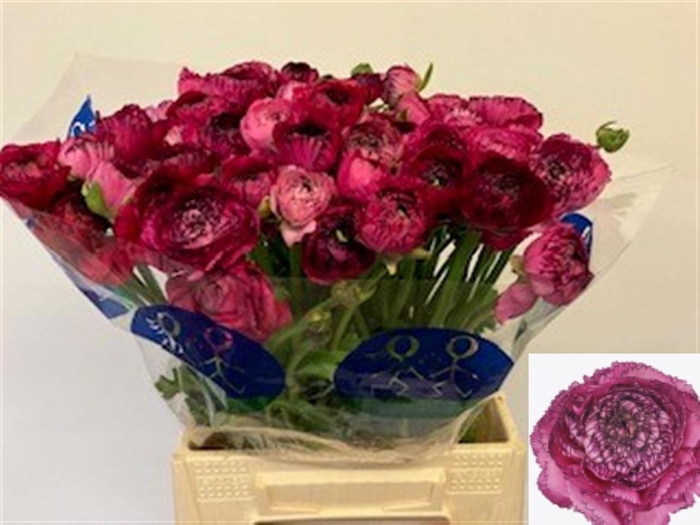 <h4>RAN EL PINK STRIPES</h4>