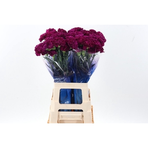 Di St Golem Purple hi