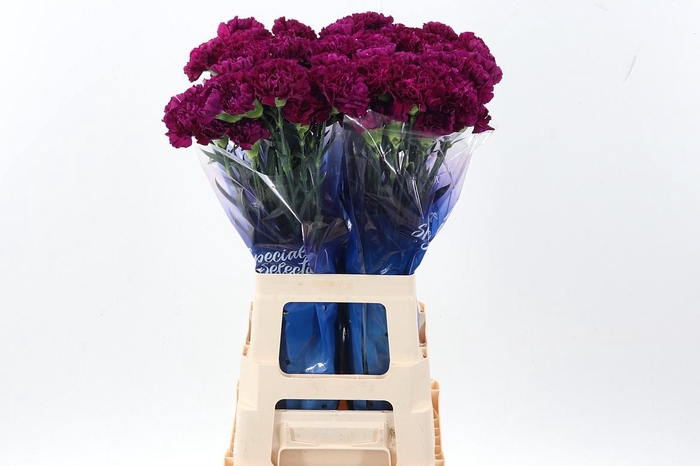 <h4>Di St Golem Purple hi</h4>