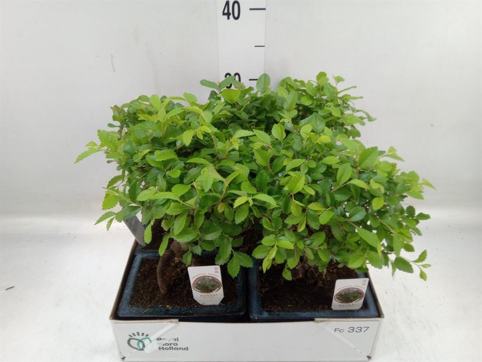 <h4>Bonsai ...mix</h4>