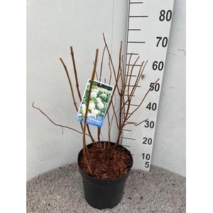 Hydrangea arb. Annabelle 50-60 cm struik P26 C7,5