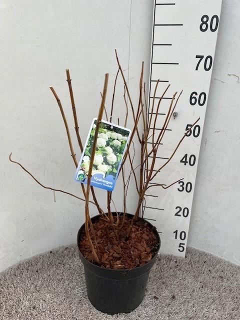 <h4>Hydrangea arb. Annabelle 50-60 cm struik P26 C7,5</h4>