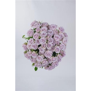 R Gr Tr Silver Shadow