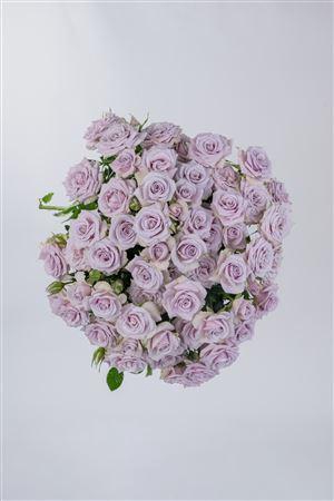 <h4>R Gr Tr Silver Shadow</h4>