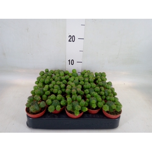 Euphorbia   ...