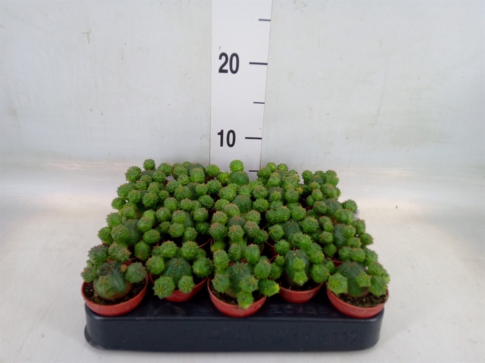 <h4>Euphorbia   ...</h4>