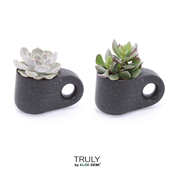 <h4>TRULY succulent, Penguin pot Black</h4>