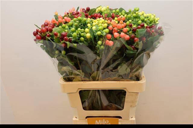 <h4>HYP MAG GEM</h4>