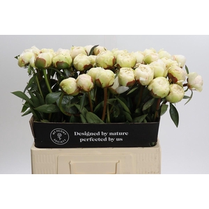 Paeonia Bowl Of Cream