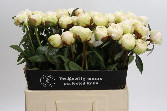 <h4>Paeonia Bowl Of Cream</h4>