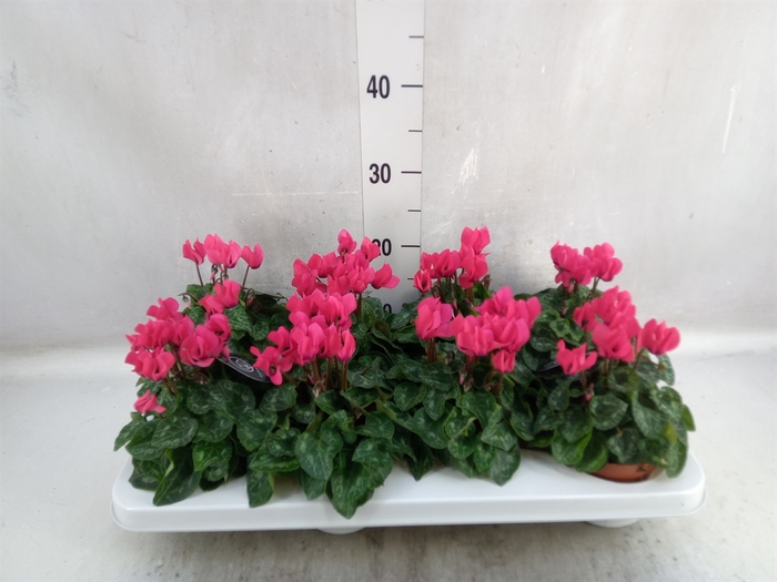 <h4>Cyclamen KL   ...patio</h4>