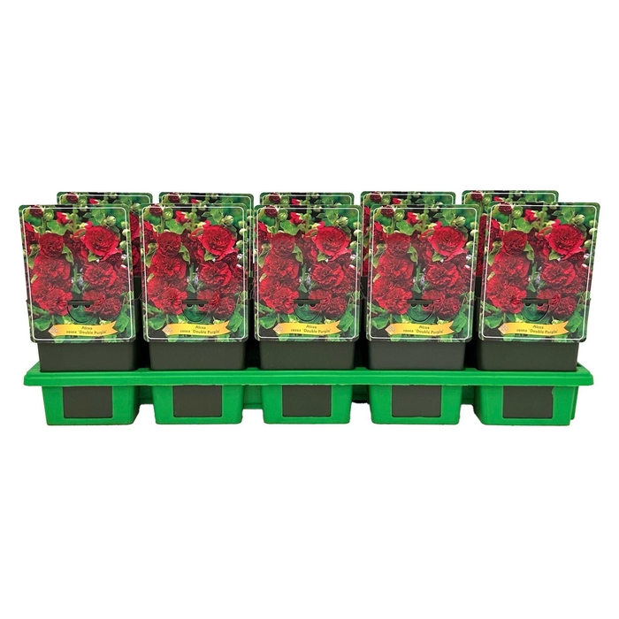 <h4>Alcea</h4>