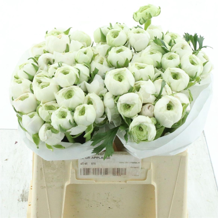 <h4>Ran Su Hanoi Extra</h4>