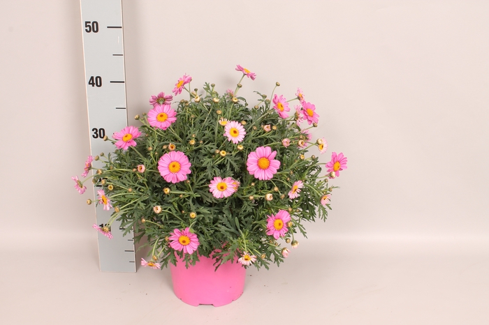 <h4>Struikmargriet Rose</h4>