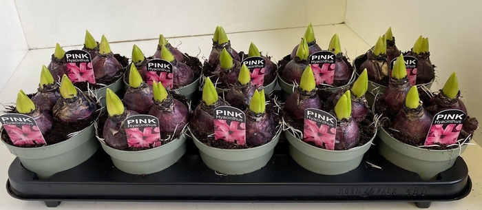 <h4>12 cm Hyacint Pink Pearl in olijfgroene pot</h4>