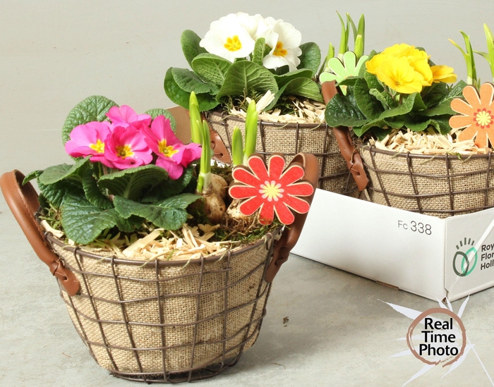 <h4>ARR TUINPLANTEN</h4>