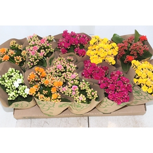 KALANCHOE DOBRADO P11