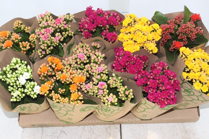 <h4>KALANCHOE DOBRADO P11</h4>