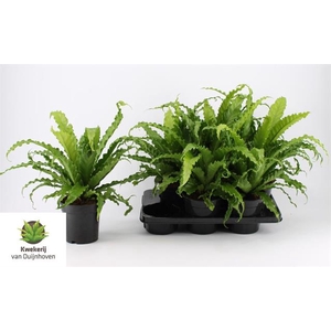 Asplenium Osaka 17Ø 45cm