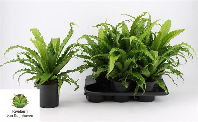 Asplenium Osaka 17Ø 45cm