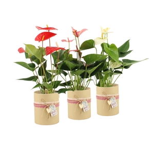 2501179: Solutionss Lovess Anthurium