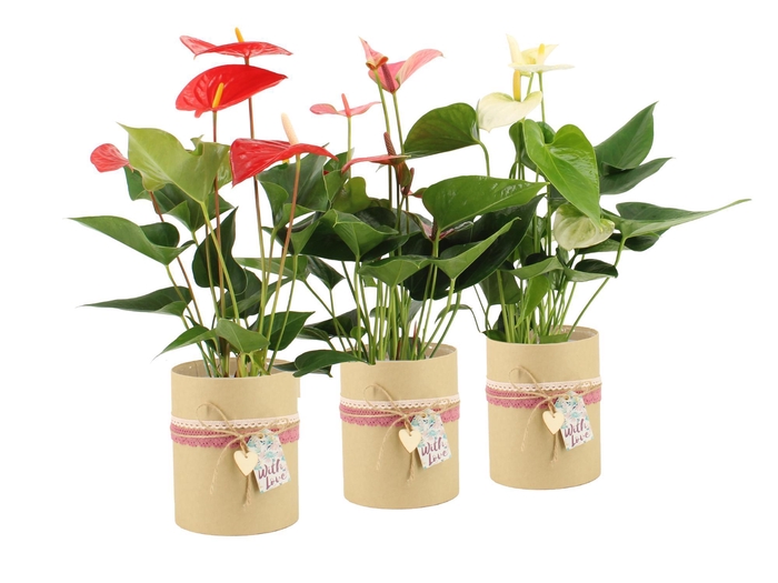 <h4>2501179: Solutionss Lovess Anthurium</h4>