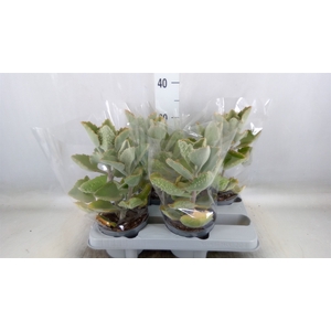 Kalanchoe NF beharensis